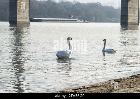 Zones habitées par un grand nombre de cygnes sauvages, ainsi que la sauvagine sauvage dans la nature, le cygne dans son habitat naturel. Banque D'Images