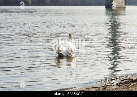 Zones habitées par un grand nombre de cygnes sauvages, ainsi que la sauvagine sauvage dans la nature, le cygne dans son habitat naturel. Banque D'Images