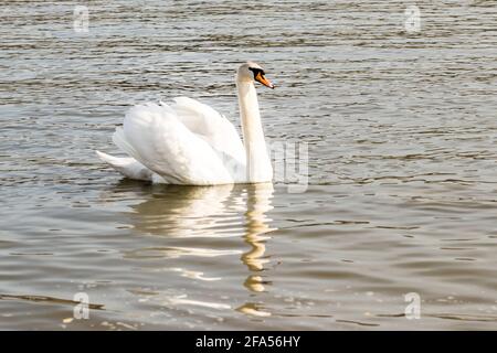 Zones habitées par un grand nombre de cygnes sauvages, ainsi que la sauvagine sauvage dans la nature, le cygne dans son habitat naturel. Banque D'Images