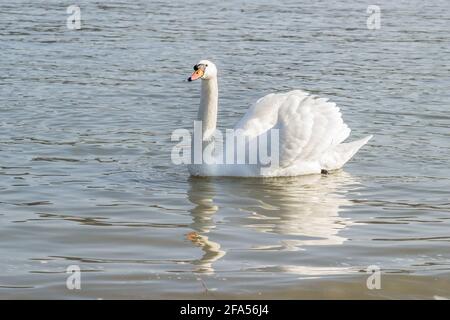 Zones habitées par un grand nombre de cygnes sauvages, ainsi que la sauvagine sauvage dans la nature, le cygne dans son habitat naturel. Banque D'Images