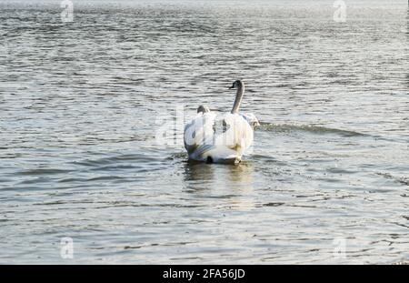 Zones habitées par un grand nombre de cygnes sauvages, ainsi que la sauvagine sauvage dans la nature, le cygne dans son habitat naturel. Banque D'Images