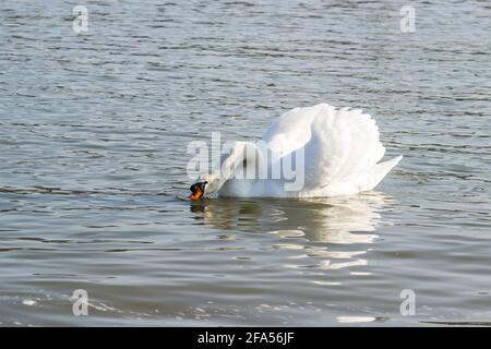 Zones habitées par un grand nombre de cygnes sauvages, ainsi que la sauvagine sauvage dans la nature, le cygne dans son habitat naturel. Banque D'Images