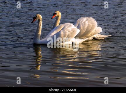 Zones habitées par un grand nombre de cygnes sauvages, ainsi que la sauvagine sauvage dans la nature, le cygne dans son habitat naturel. Banque D'Images