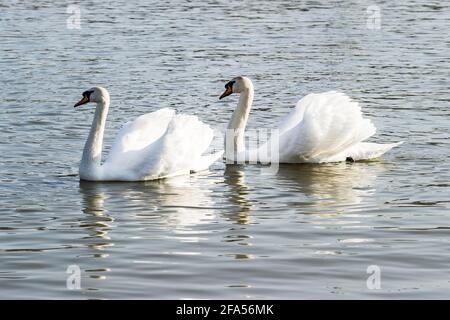 Zones habitées par un grand nombre de cygnes sauvages, ainsi que la sauvagine sauvage dans la nature, le cygne dans son habitat naturel. Banque D'Images