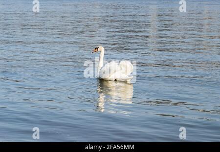 Zones habitées par un grand nombre de cygnes sauvages, ainsi que la sauvagine sauvage dans la nature, le cygne dans son habitat naturel. Banque D'Images