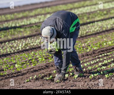 Tarleton, Lancashire. Météo Royaume-Uni 23 avril 2021. Soleil brillant début de journée pour les ouvriers agricoles dans la région connue sous le nom de 'le saladier' . Les travailleurs migrants suivent un semoir automatique fixé à un tracteur Massey Ferguson 6455 Dyna 6. Les jeunes plants tendres sont contrôlés par les ouvriers agricoles saisonniers à l'arrière de la machine. La pénurie de main-d'œuvre clé après le Brexit pourrait entraver la reprise économique du Royaume-Uni, car il y a maintenant une pénurie de main-d'œuvre migrante de saison en provenance des pays de la liste rouge dont la plupart des voyages sont interdits. Crédit; MediaWorldImages/AlamyLiveNews Banque D'Images