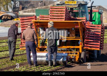 Tarleton, Lancashire. Météo Royaume-Uni 23 avril 2021. Soleil brillant début de journée pour les ouvriers agricoles dans la région connue sous le nom de 'le saladier' . Les travailleurs migrants suivent un semoir automatique fixé à un tracteur Massey Ferguson 6455 Dyna 6. Les jeunes plants tendres sont contrôlés par les ouvriers agricoles saisonniers à l'arrière de la machine. La pénurie de main-d'œuvre clé après le Brexit pourrait entraver la reprise économique du Royaume-Uni, car il y a maintenant une pénurie de main-d'œuvre migrante de saison en provenance des pays de la liste rouge dont la plupart des voyages sont interdits. Crédit; MediaWorldImages/AlamyLiveNews Banque D'Images