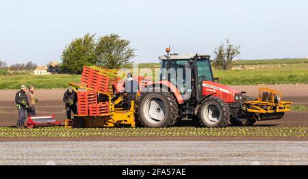 Tarleton, Lancashire. Météo Royaume-Uni 23 avril 2021. Soleil brillant début de journée pour les ouvriers agricoles dans la région connue sous le nom de 'le saladier' . Les travailleurs migrants suivent un semoir automatique fixé à un tracteur Massey Ferguson 6455 Dyna 6. Les jeunes plants tendres sont contrôlés par les ouvriers agricoles saisonniers à l'arrière de la machine. La pénurie de main-d'œuvre clé après le Brexit pourrait entraver la reprise économique du Royaume-Uni, car il y a maintenant une pénurie de main-d'œuvre migrante de saison en provenance des pays de la liste rouge dont la plupart des voyages sont interdits. Crédit; MediaWorldImages/AlamyLiveNews Banque D'Images