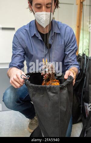 Chrudim, République tchèque. 23 avril 2021. Employés du musée de la marionnette de Chrudim (MLK), expositions de packs, le 23 avril 2021, à Chrudim, République tchèque, Pour la grande exposition représentative appelée secrets de la marionnette en bois au Musée d'Histoire de Séoul, Corée du Sud. Sur la photo est vu Richard Matula, chef du département de la collection. Crédit : Josef Vostarek/CTK photo/Alay Live News Banque D'Images