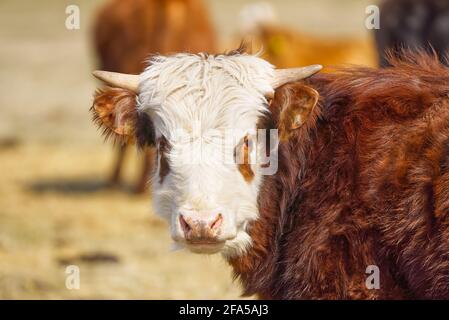 Jeune Chandler Herefords vache Portrait. Vache peinte marron et blanche. Jolie vache orange à tête blanche Banque D'Images