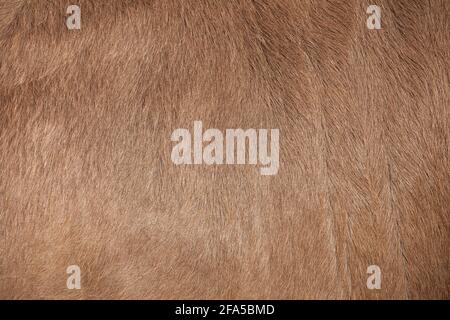 texture marron du corps d'un bovin Banque D'Images