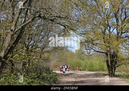 Un groupe familial qui marche dans les bois sur Wimbledon Common, dans le sud-ouest de Londres, au Royaume-Uni. Ensoleillé, jour de printemps. Banque D'Images