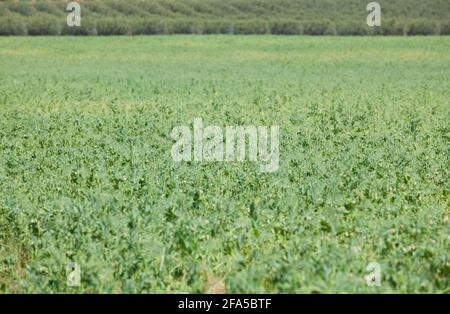 Plantation de pois soleil dans les prés de la Serena, Badajoz, Estrémadure, Espagne. Paysage Banque D'Images