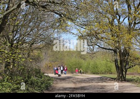 Un groupe familial qui marche dans les bois sur Wimbledon Common, dans le sud-ouest de Londres, au Royaume-Uni. Ensoleillé, jour de printemps. Banque D'Images