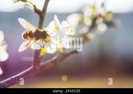 Une abeille sur une branche de fleur de cerisier recueille le nectar. Jour de printemps ensoleillé. Pollinisation des fleurs dans le jardin. Abeille gros plan. Arrière-plan flou, Banque D'Images