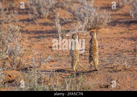 Deux Meerkat vue arrière, en alerte dans le parc transfrontier de Kgalagari, Afrique du Sud ; espèce Suricata suricata famille d'Herpestidae Banque D'Images