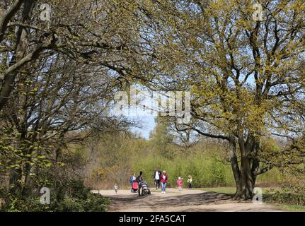 Un groupe familial qui marche dans les bois sur Wimbledon Common, dans le sud-ouest de Londres, au Royaume-Uni. Ensoleillé, jour de printemps. Banque D'Images