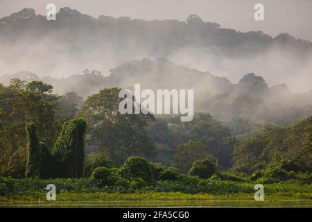 Paysage de Panama avec forêt pluviale brumeux en début de matinée lumière sur le côté est du Rio Chagres, parc national de Soberania, République du Panama Banque D'Images