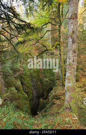 un grand gouffre à l'intérieur de la forêt Banque D'Images