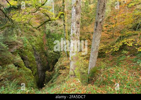 un grand gouffre à l'intérieur de la forêt Banque D'Images