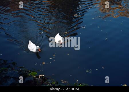 Deux canards nageant dans un étang de parc avec des couleurs vives à l'arrière-plan. Réflexion. Banque D'Images