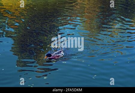 Un canard nageant dans un étang de parc avec des couleurs vives à l'arrière-plan. Réflexion. Banque D'Images