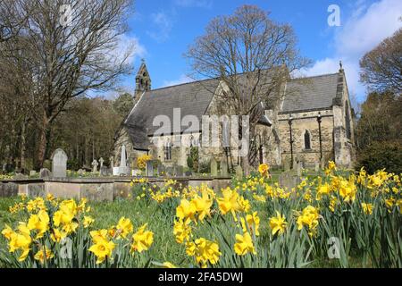 Jonquilles printanières dans le cimetière de l'église St Luke, Formby, Merseyside Banque D'Images