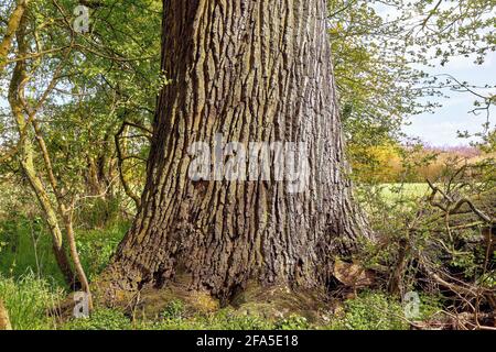 Vieux chêne en forêt Banque D'Images