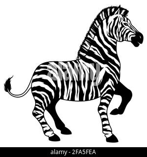 Zebra on White Illustration de Vecteur