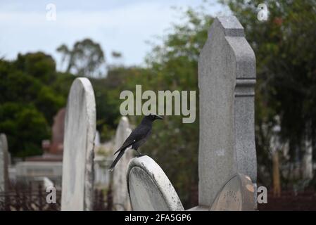 Un currawong à pied debout au-dessus d'une pierre tombale parmi les tombes et arbres dans un cimetière Banque D'Images