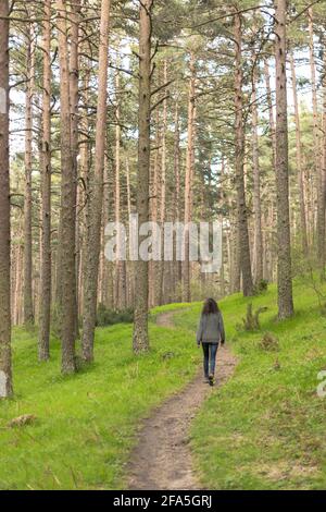 femme calme marchant seule dans la forêt à la recherche de l'aventure. Détendez-vous dans la nature. Paysage en forêt de pins au coucher du soleil Banque D'Images