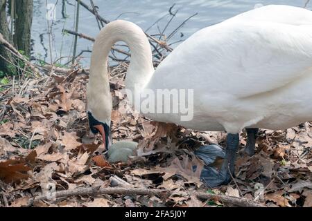 Une femelle de cygne déplace ses oeufs sur un nid qu'elle a construit pour 3 oeufs. Dans un parc à Flushing, Queens, New York. Banque D'Images