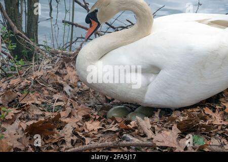 Une femelle de cygne déplace ses oeufs sur un nid qu'elle a construit en incubation 3 oeufs. Dans un parc à Flushing, Queens, New York. Banque D'Images