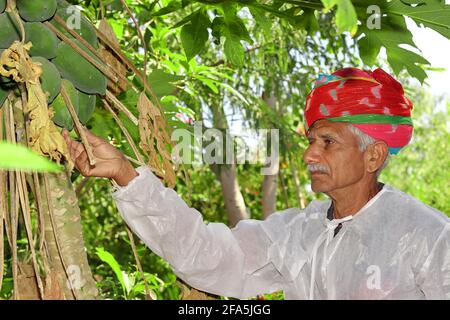 Portrait en gros plan d'un agriculteur d'origine indienne qui examine les fruits de la papaye dans le jardin. Porter un turban coloré sur la tête d'un jardinier Banque D'Images