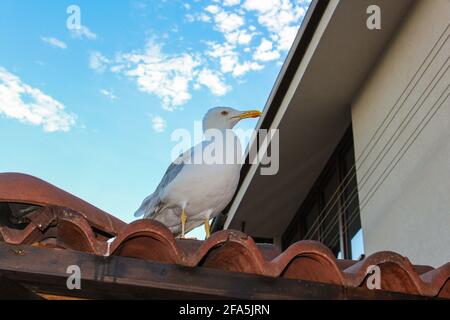 Magnifique mouette bulgare assise sur le toit d'une maison Banque D'Images