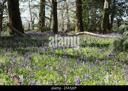Woodland Bluebells à Fleur près de Laycock, Wiltshire Banque D'Images