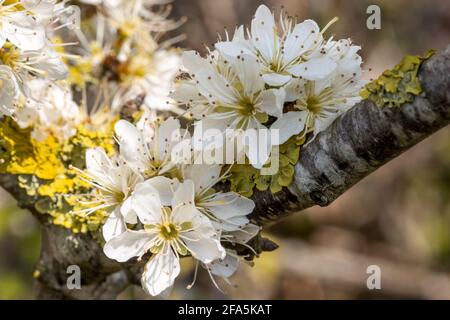 Prunus spinosa, alias noir ou sloe , Studland, île de Purbeck, Dorset, Royaume-Uni Banque D'Images