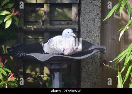 Pigeon de bois ayant un repos de refroidissement assis dans le bain d'oiseau au cours chaud weather.in un jardin anglais. Banque D'Images
