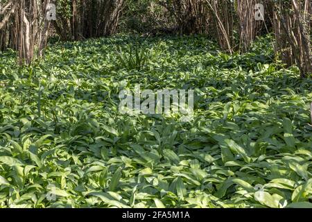 Ail sauvage, Allium ursinum, alias Cowley sauvage, ramsons, sarrasins, Ail à feuilles larges, ail en bois, poireau d'ours ou ail d'ours, le bois de Warren, Old H Banque D'Images