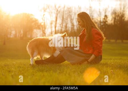 Le propriétaire entraîne le chien dans le parc au coucher du soleil. Femme et chien de berger shetland de sheltie lors d'une promenade Banque D'Images