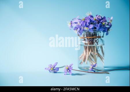 Petites fleurs d'hepatica dans une bouteille en verre. Violet Hepatica nobilis, Hepatica commun ou Anemone hepatica. Fleurs pourpres du printemps. Gros plan. Banque D'Images