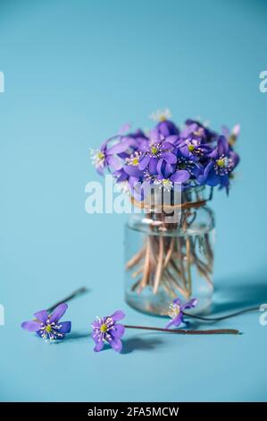 Petites fleurs d'hepatica dans une bouteille en verre. Violet Hepatica nobilis, Hepatica commun ou Anemone hepatica. Fleurs pourpres du printemps. Gros plan. Banque D'Images