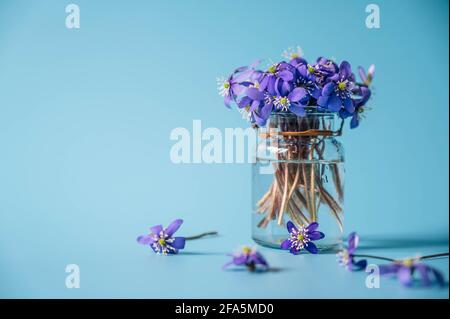 Petites fleurs d'hepatica dans une bouteille en verre. Violet Hepatica nobilis, Hepatica commun ou Anemone hepatica. Fleurs pourpres du printemps. Gros plan. Banque D'Images