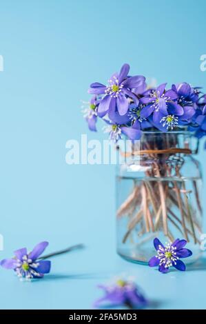 Petites fleurs d'hepatica dans une bouteille en verre. Violet Hepatica nobilis, Hepatica commun ou Anemone hepatica. Fleurs pourpres du printemps. Gros plan. Banque D'Images