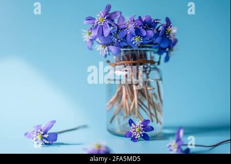 Petites fleurs d'hepatica dans une bouteille en verre. Violet Hepatica nobilis, Hepatica commun ou Anemone hepatica. Fleurs pourpres du printemps. Gros plan. Banque D'Images