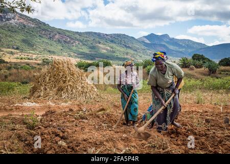 Les agricultrices labourent le sol dans un champ près de Mzimba, au Malawi Banque D'Images