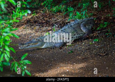 Grand crocodile américain, Crocodylus acutus, au bord du lac de Gatun, province de Colon, République du Panama, Amérique centrale. Banque D'Images