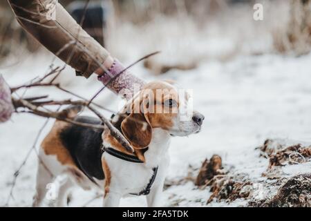 Magnifique chien Beagle marchant dans la forêt d'hiver dans le jour Banque D'Images