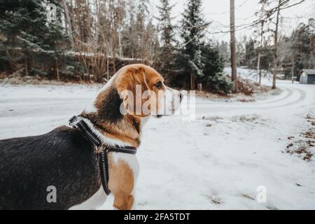 Magnifique chien Beagle marchant dans la forêt d'hiver dans le jour Banque D'Images