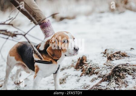 Magnifique chien Beagle marchant dans la forêt d'hiver dans le jour Banque D'Images